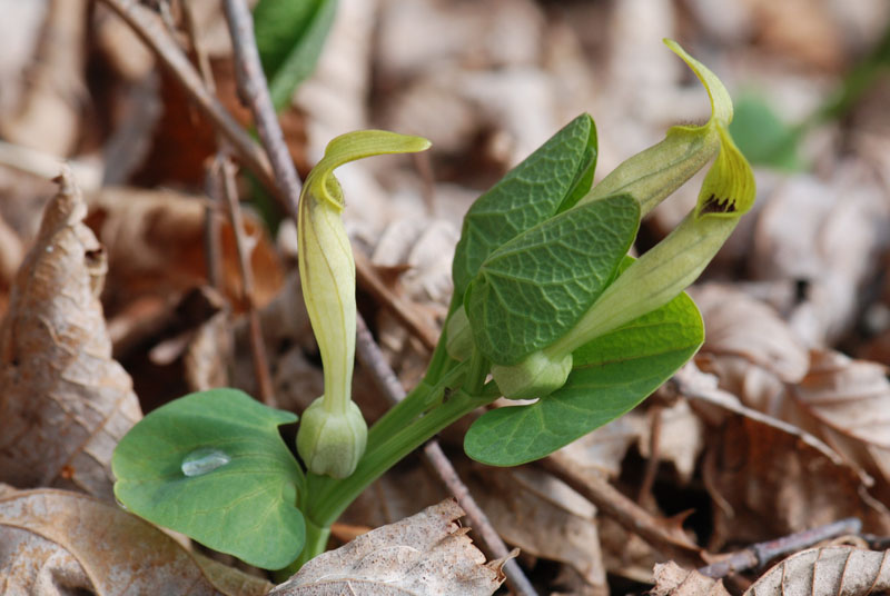 Aristolochia lutea